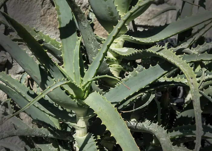 Prázdninový dům The Garden *